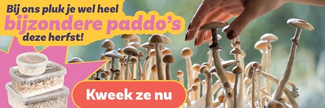 Bijzondere paddenstoelen kweek je deze herfst zelf bij Dutch-Headshop.
