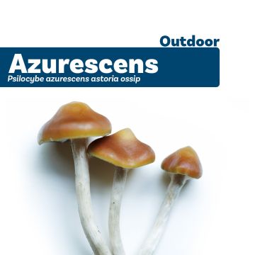 Outdoor Paddo's - Psilocybe Azurescens Growkit 500 gram