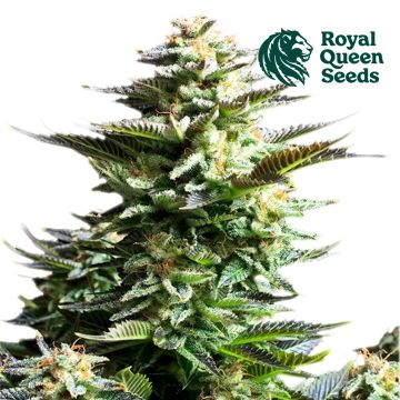 Amnesia Haze (Royal Queen Seeds) 5 zaden