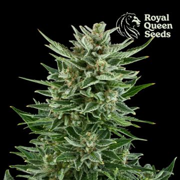 Easy Bud Autoflower (Royal Queen Seeds) 5 zaden