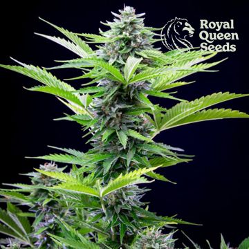 Fast Eddy Automatic CBD (Royal Queen Seeds) 5 zaden