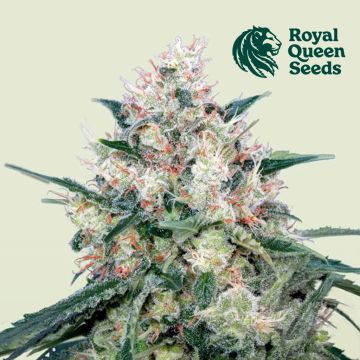 Honey Cream Fast Flowering (Royal Queen Seeds) 3 zaden