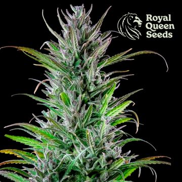 Northern Light (Royal Queen Seeds) 5 zaden