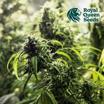 Painkiller XL (Royal Queen Seeds) 5 zaden