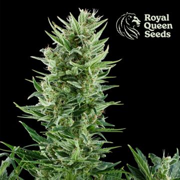 Quick One Autoflower (Royal Queen Seeds) 5 zaden