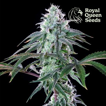 Royal Cheese Fast Flowering (Royal Queen Seeds) 5 zaden