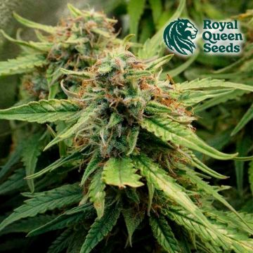 Royal Creamatic Autoflower (Royal Queen Seeds)