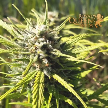 Royal Dwarf Autoflower (Royal Queen Seeds) 5 zaden