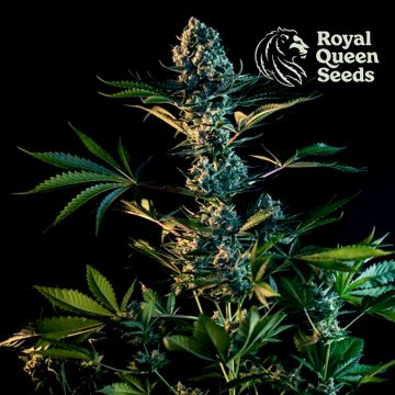 Royal Gorilla (Royal Queen Seeds) 3 zaden