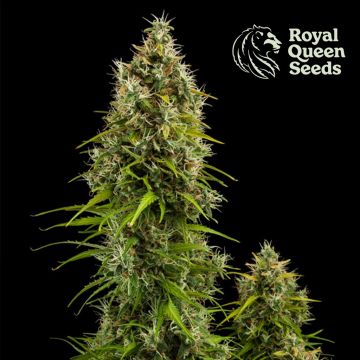 Royal Jack Automatic (Royal Queen Seeds)