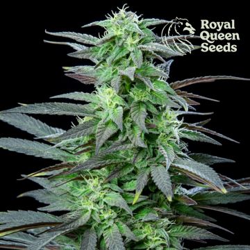 Skunk XL (Royal Queen Seeds) 5 zaden