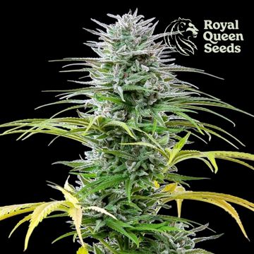 Speedy Chile Fast Flowering (Royal Queen) 3 zaden