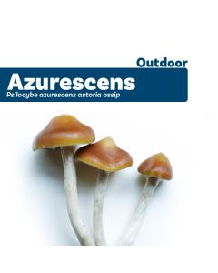 Outdoor Paddo's - Psilocybe Azurescens Growkit 500 gram