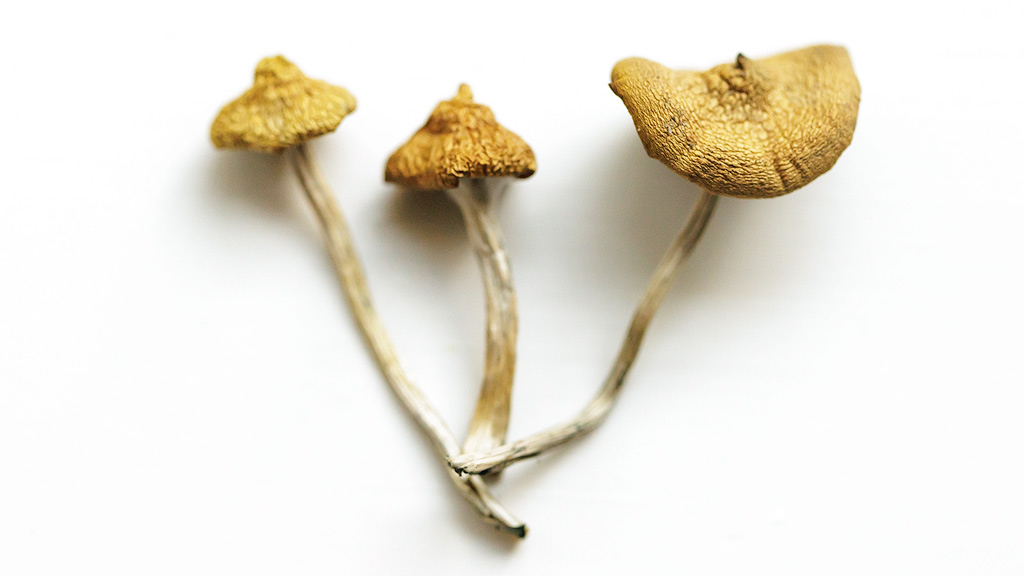 3 gedroogde <em>Psilocybe azurescens</em>