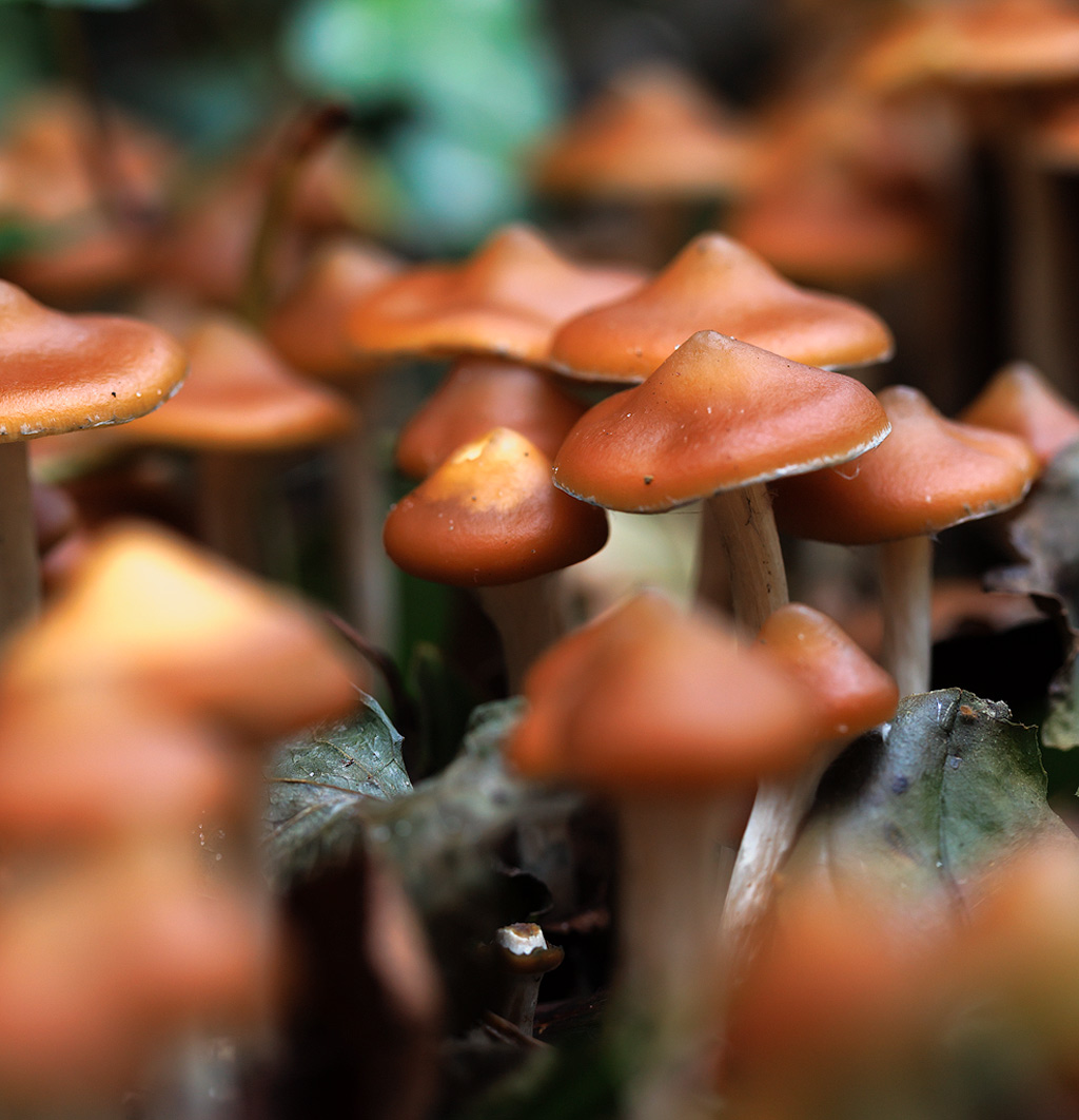 Een groot aantal psilocybe azurescens paddo's bij elkaar in bosgrond. 