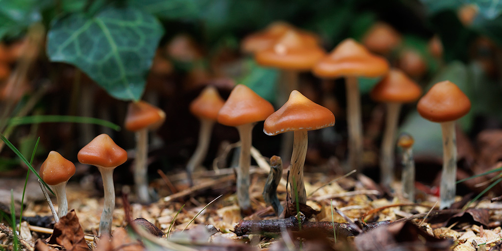 Psilocybe azurescens paddenstoelen tussen de hedera.