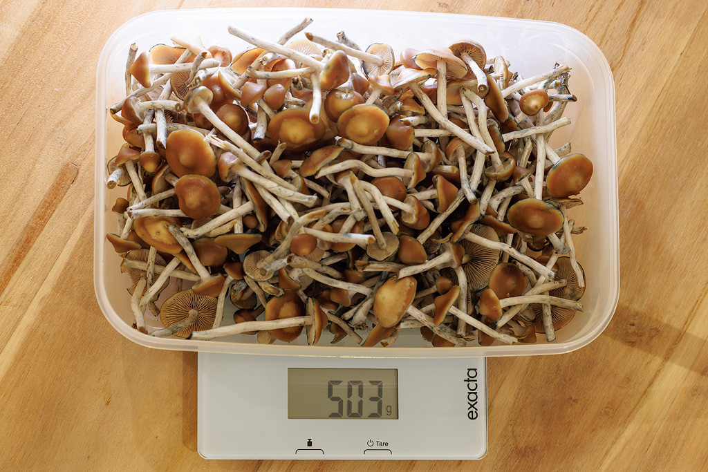 Een bak met 503 gram opbrengst van een oogst verse psilocybe azurescens op een weegschaal.