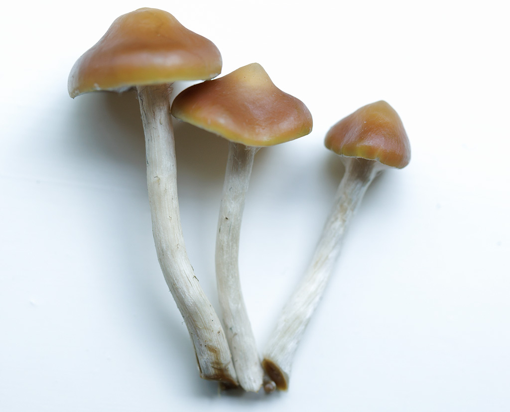 3 verse geoogste psilocybe azurescens paddo's.