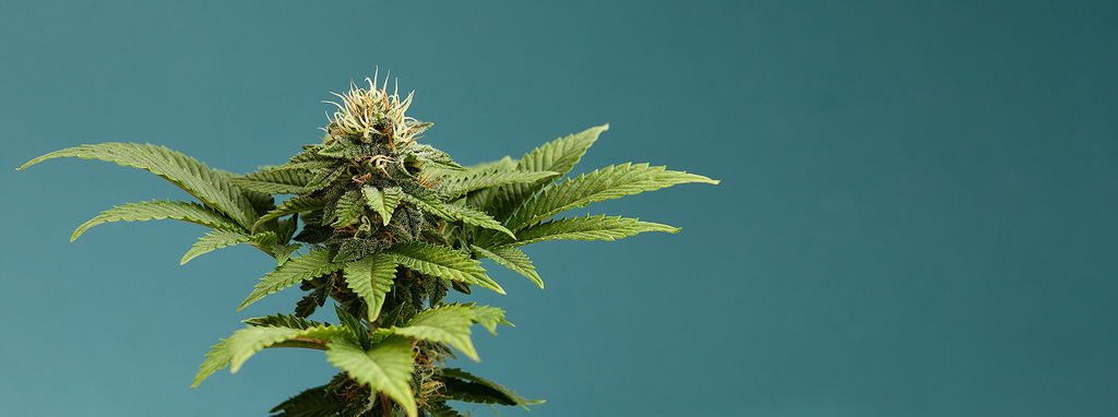 5 erreurs fréquentes pour faire germer des graines de cannabis