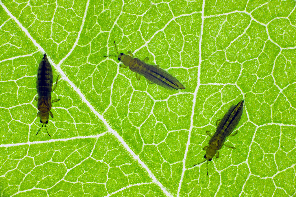 Trips, beestjes op wietplant.