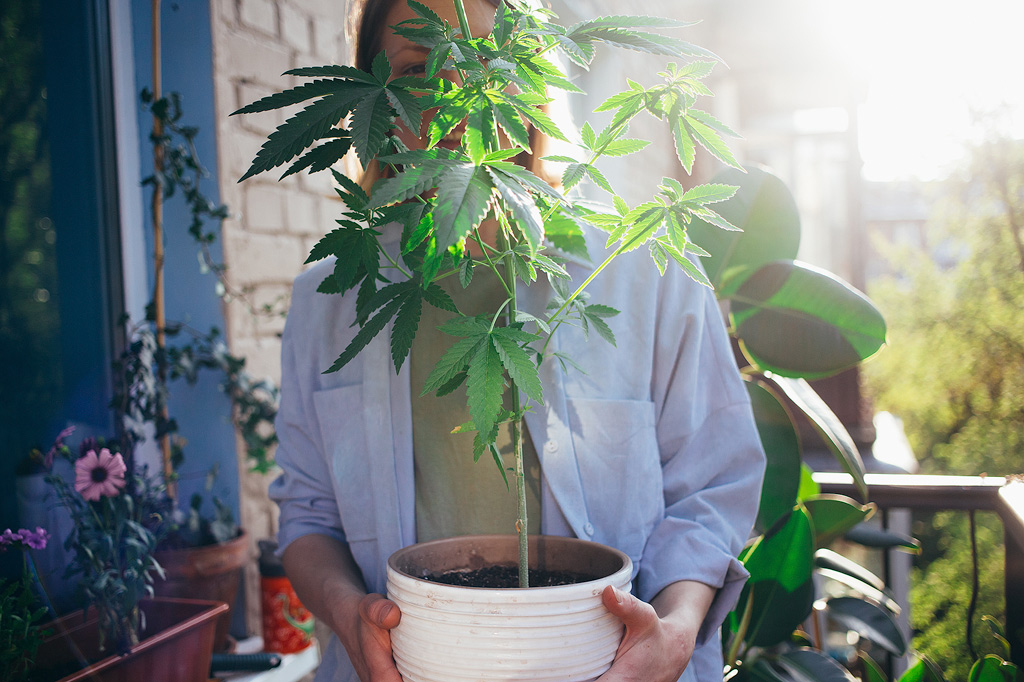 Een jonge vrouw tilt een pot op en kijkt lachend door de bladeren van een wietplant die in die pot is geplant.