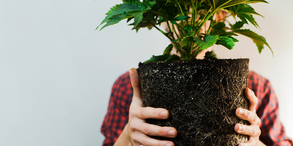 Iemand houdt een wietplant vast voor het gezicht zonder pot.